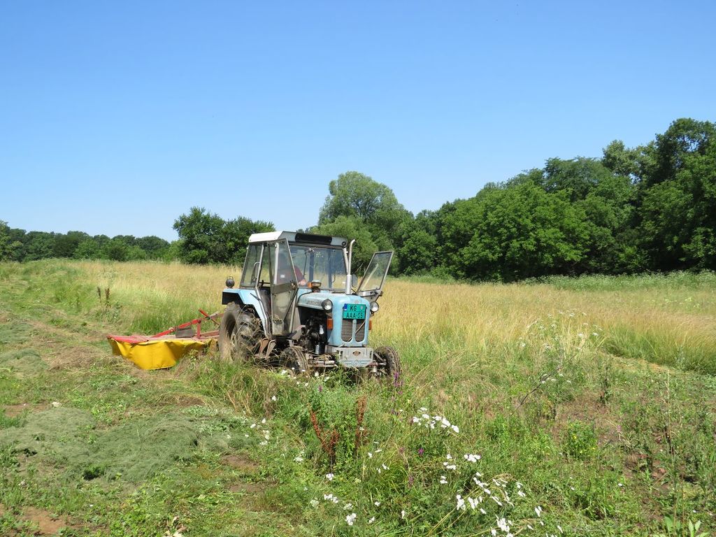 25.06.2020 - ambrozija i kosenje - 02.JPG